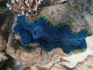 Great-Barrier-Reef-Tauchen