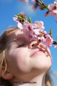 Die Mandelblüte in der Pfalz ist ein Erlebnis für Groß und Klein. © K.F.L. - Fotolia.com