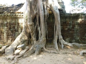 Der Siem Reap Tempel - Kampf mit der Natur. © pixabay.com