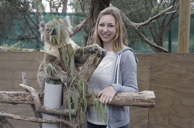 Koalas im Wildlife Park